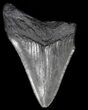Partial, Megalodon Tooth - Georgia #56725-1